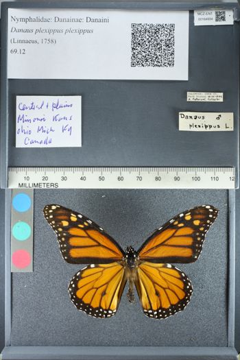 Media type: image;   Entomology 164934